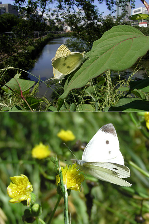 再び都心のモンシロチョウ