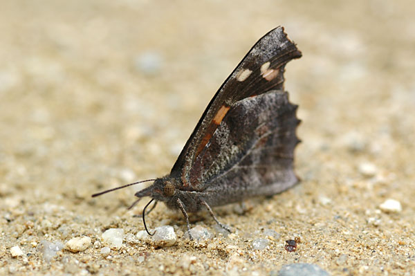 大阪のテングチョウ