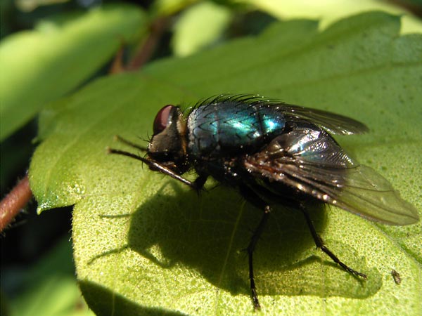 ハエが手を擦る