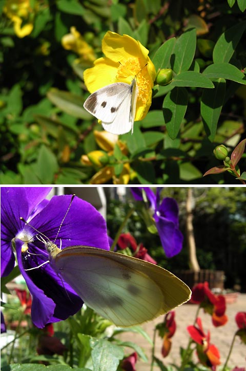 モンシロチョウが来た花