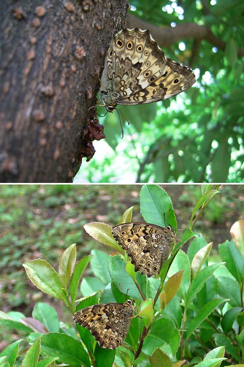 サトキマダラヒカゲ