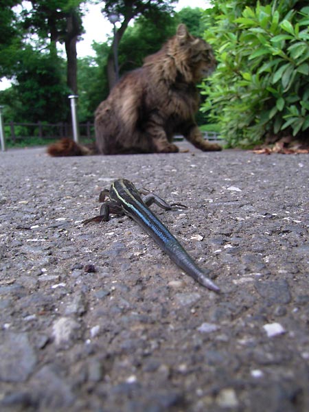 ネコとトカゲ