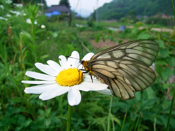 ウスバシロチョウ