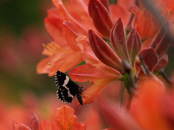 サカハチクロナミシャク