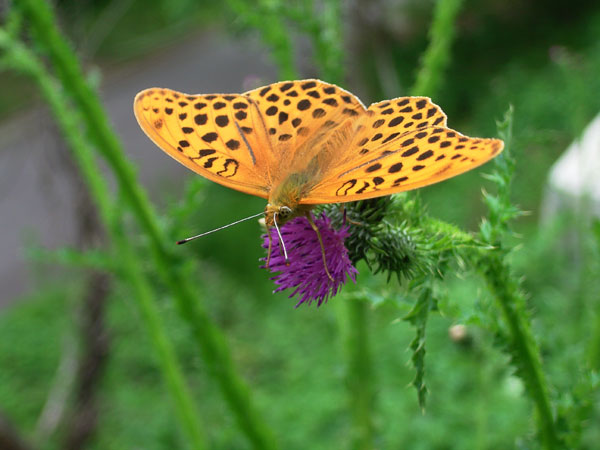 クモガタヒョウモン