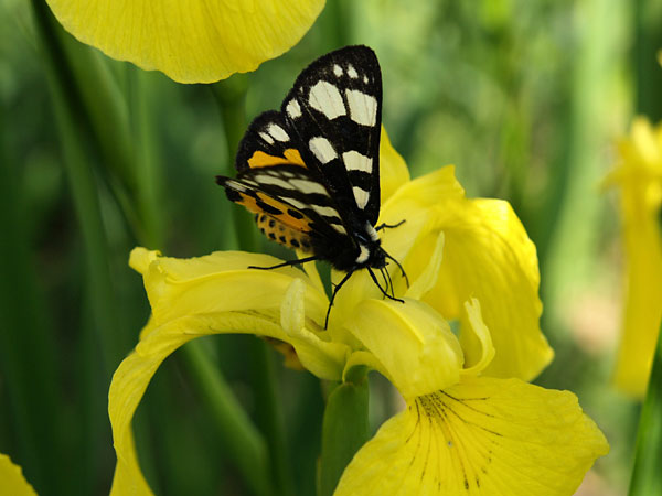 キショウブに来たトラガ