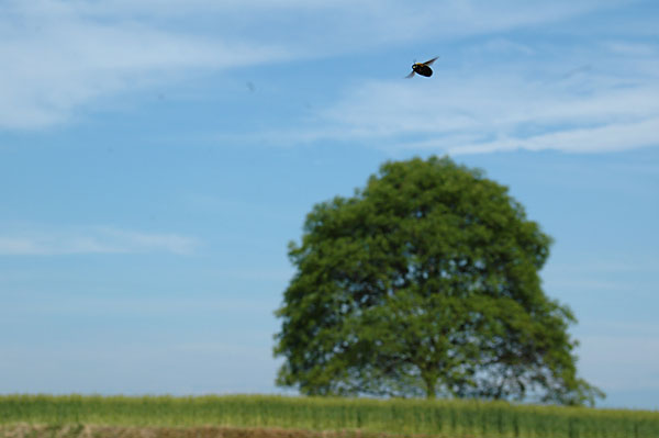 クルミの木とクマバチ