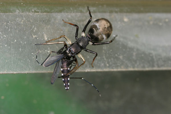 ヤブカを食うアリグモ