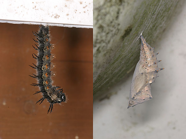 ヒオドシチョウの蛹