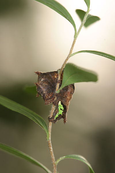 ホシミスジの幼虫
