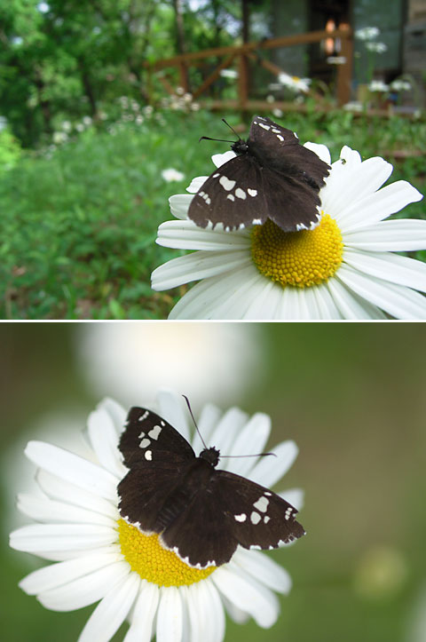 庭のダイミョウセセリ