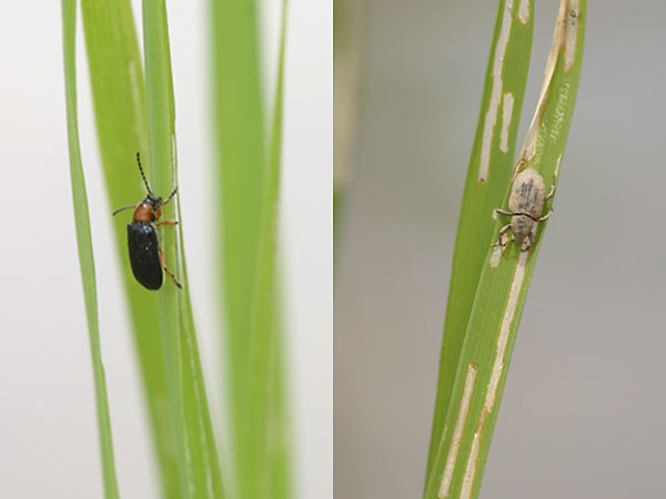 イネを食う甲虫二種