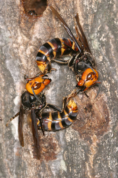 オオスズメバチの争い