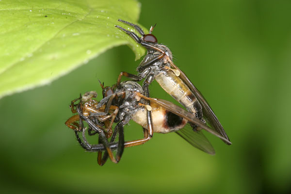 オドリバエの一種