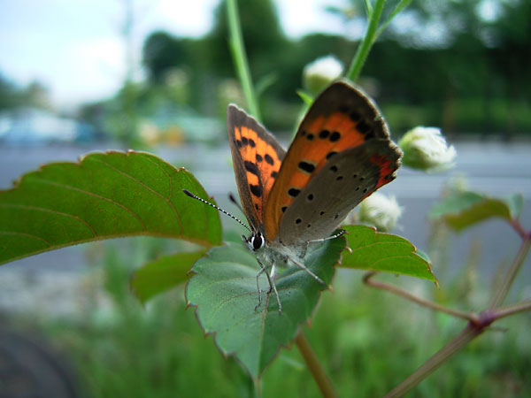 都心のベニシジミ