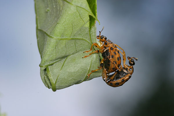 ゴマダラオトシブミの揺籃づくり