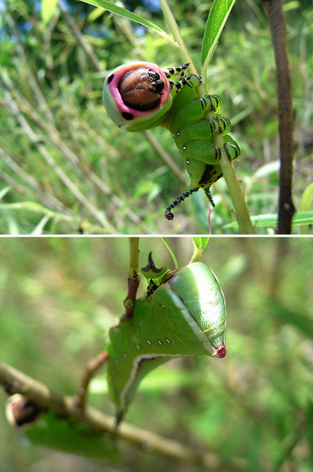 モクメシャチホコの威嚇