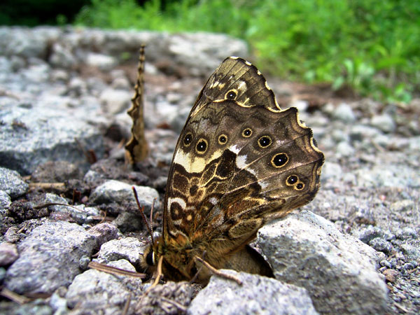 ヤマキマダラヒカゲ