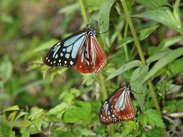 葉から汁を吸うアサギマダラ