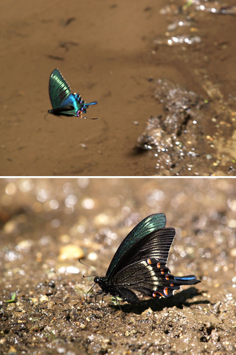 ミヤマカラスアゲハ