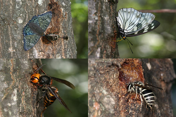 樹液に集まる虫たち