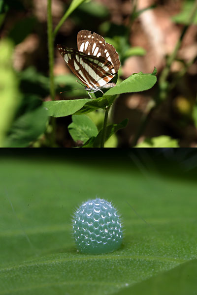 コミスジの産卵