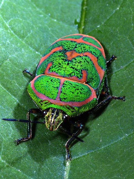 アカスジキンカメムシ