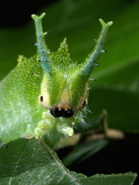 オオムラサキの幼虫