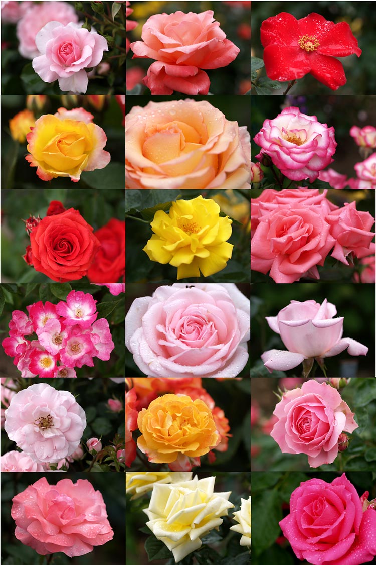 雨に濡れるバラ