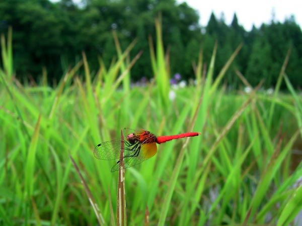 新潟のハッチョウトンボ