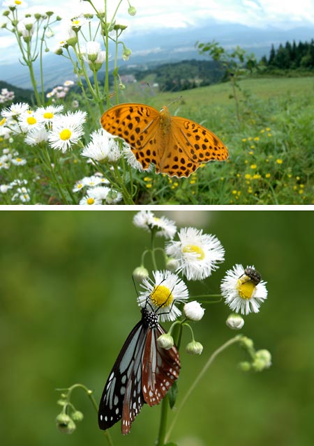 新潟のアサギマダラ
