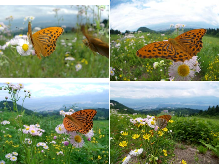 ミドリヒョウモンを撮り比べる