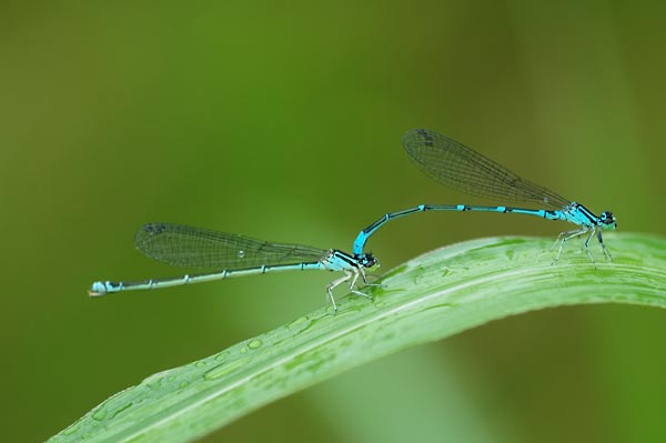 オゼイトトンボ