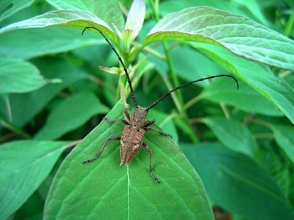 コブヤハズカミキリ