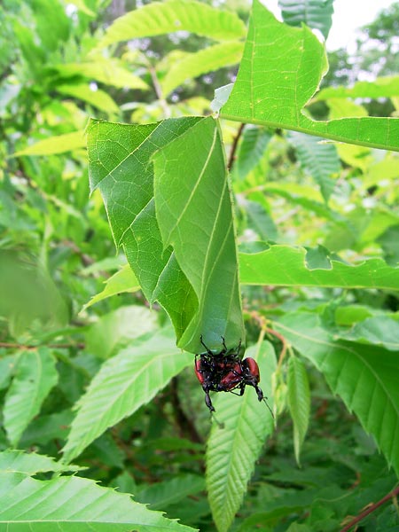 ナミオトシブミ