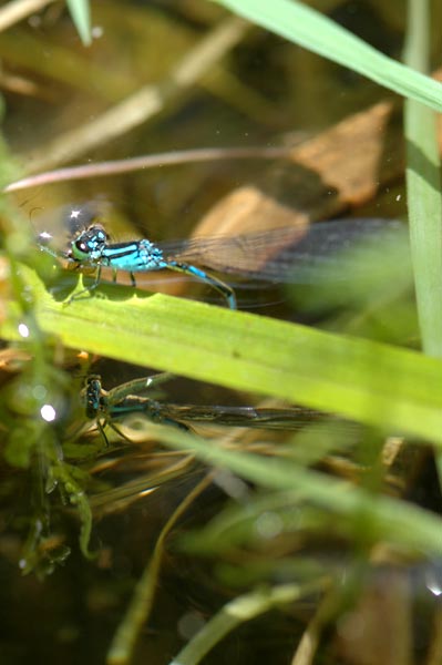 エゾイトトンボの潜水産卵