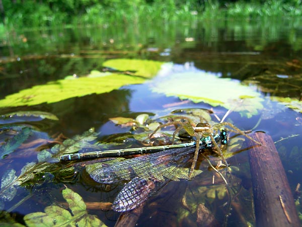 クモに襲われたイトトンボ