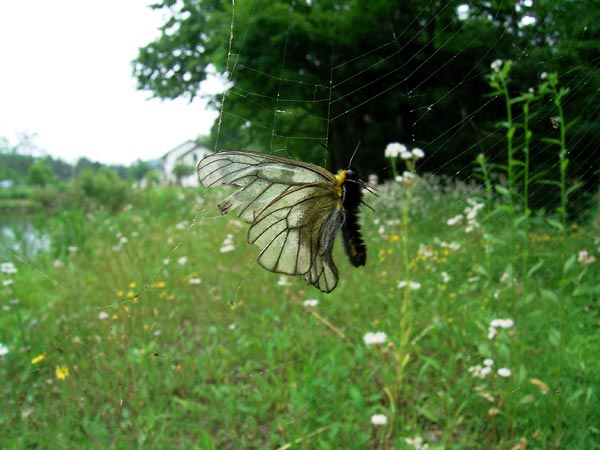 クモの巣にかかったウスバシロチョウ