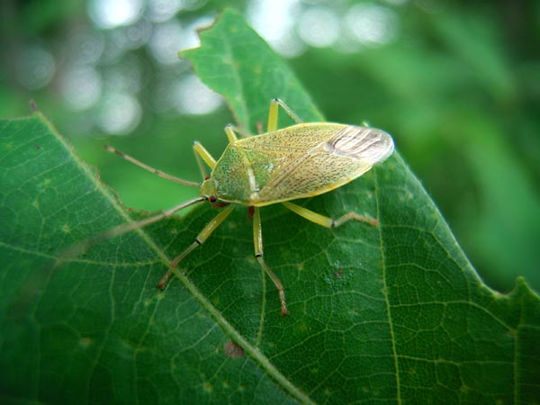 クヌギカメムシ