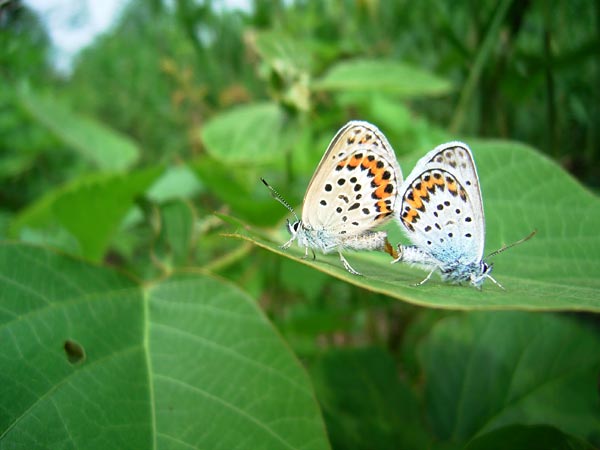 ヒメシジミの交尾
