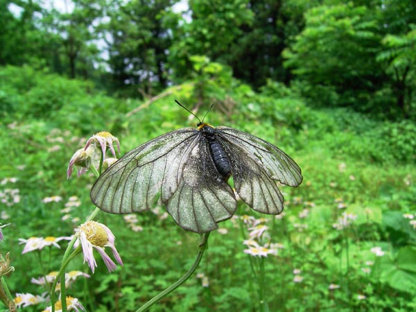 黒いウスバシロチョウ