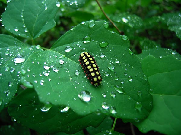 シロシタホタルガの幼虫