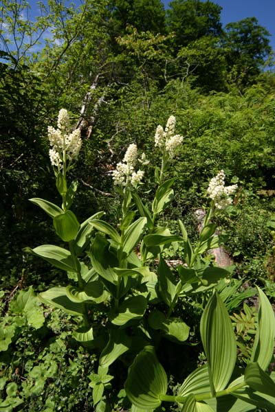 天生湿原のコバイケイソウ