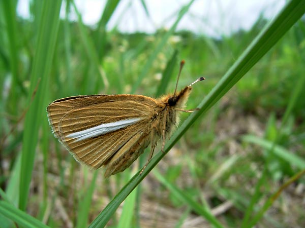 ギンイチモンジセセリ
