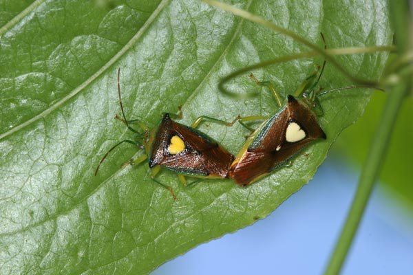 エサキモンキツノカメムシの交尾