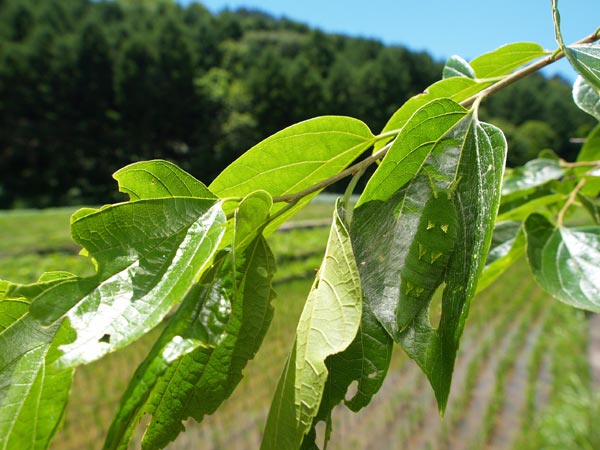 大きくなったオオムラサキの幼虫