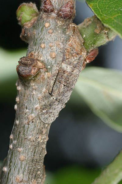 ミミズクの幼虫