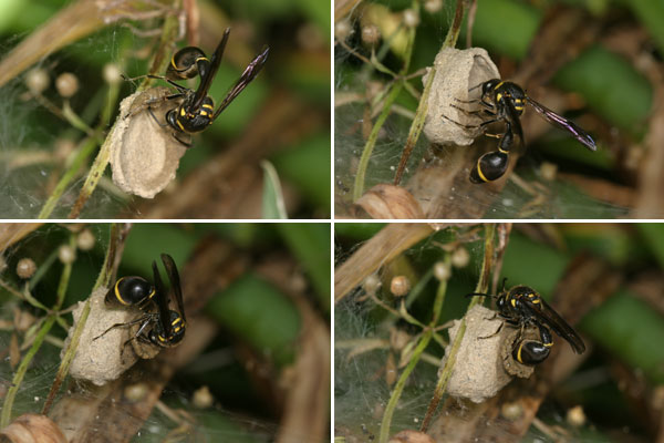 トックリバチの巣作り