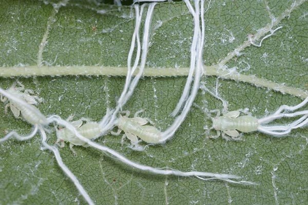 クワキジラミの幼虫