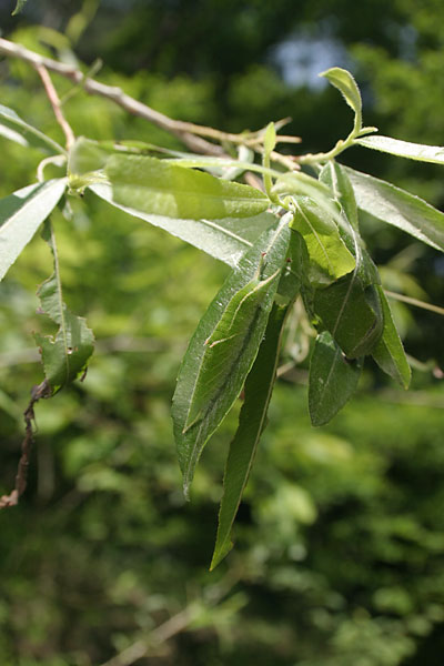 コムラサキの幼虫